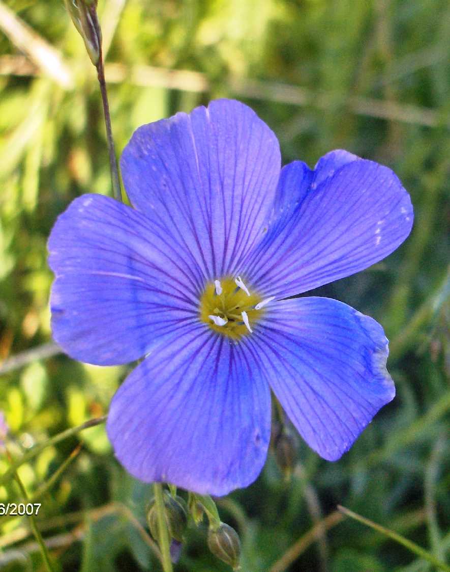 Linum a confronto